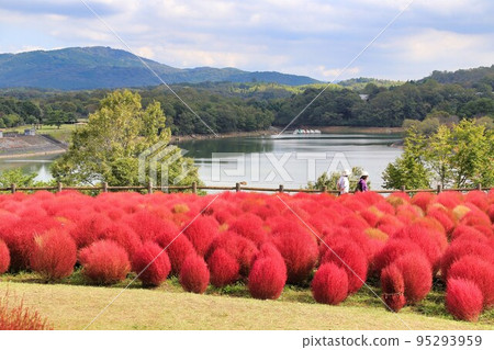 Kochia at Oita Agricultural Park (Oita Prefecture) Kochia at Oita Agricultural Park (Oita Prefecture) 95293959