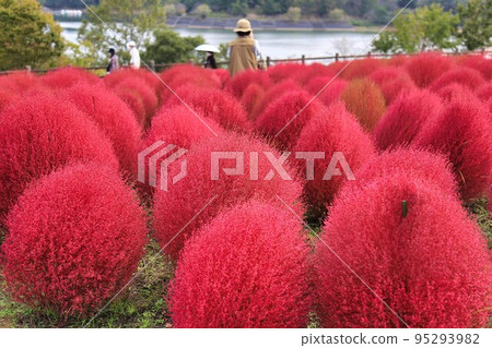 大分農業公園地膚(大分縣) 大分農業公園地膚(大分縣) 95293982