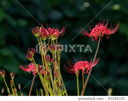 深色背景中的孤挺花 95294305