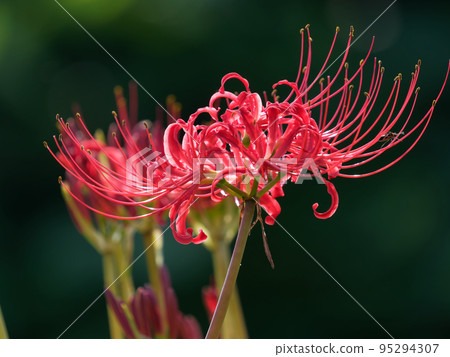 深色背景中的孤挺花 深色背景中的孤挺花 95294307