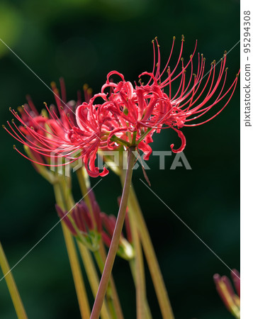 深色背景中的孤挺花 深色背景中的孤挺花 95294308