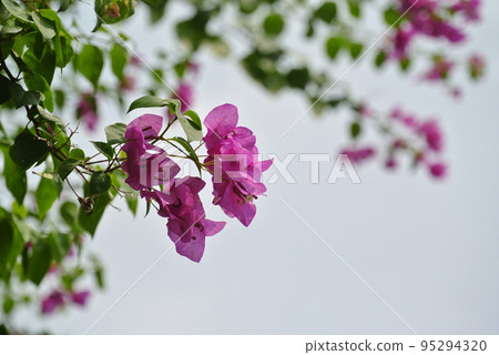 Flowers Flowers 95294320