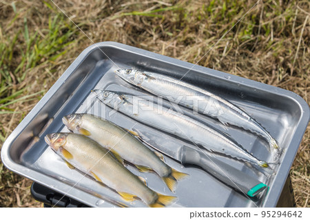 [在中津川河床上露營，用鹽烤香魚和秋刀魚] 95294642