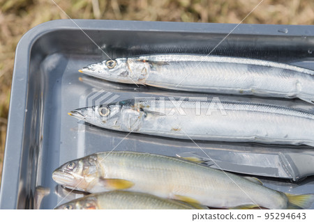 [在中津川河床上露營，用鹽烤香魚和秋刀魚] 95294643