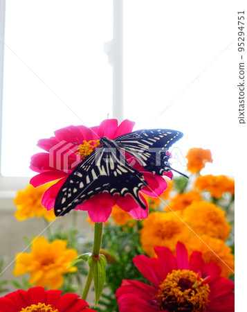 Swallowtail butterfly Swallowtail butterfly Nami swallowtail butterfly butterfly Swallowtail butterfly Swallowtail butterfly Nami swallowtail butterfly butterfly 95294751