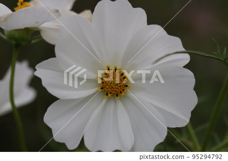 White cosmos flowers blooming in Japanese autumn garden 95294792