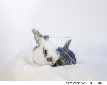 A black and white baby rabbit resting in a towel on a white background. With property release. 95294823