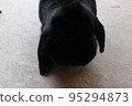 Black Rabbit Holland Lop 95294873