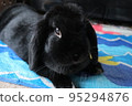 Black Rabbit Holland Lop 95294876