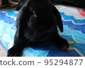 Black Rabbit Holland Lop 95294877