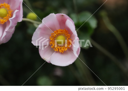 Pale pink anemone flowers blooming in a Japanese autumn garden Pale pink anemone flowers blooming in a Japanese autumn garden 95295001