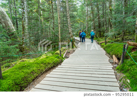Nagano Prefecture, People walking on a boardwalk through a moss forest towards Shirakoma Pond Nagano Prefecture, People walking on a boardwalk through a moss forest towards Shirakoma Pond 95295011