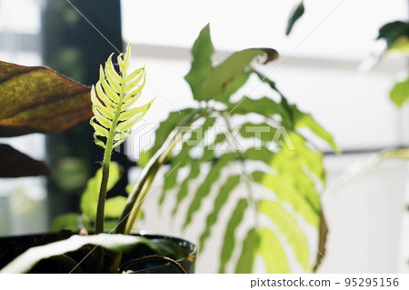 Horizontal photo of the sprout of Ryubintai ④ Horizontal photo of the sprout of Ryubintai ④ 95295156