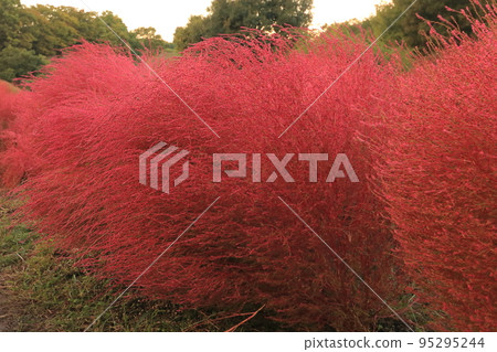 Crimson Kokia 95295244