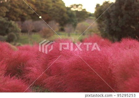 Crimson Kokia Crimson Kokia 95295253