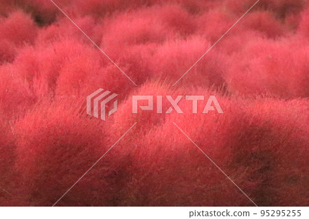 Crimson Kokia Crimson Kokia 95295255