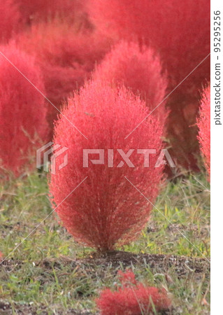 Crimson Kokia Crimson Kokia 95295256