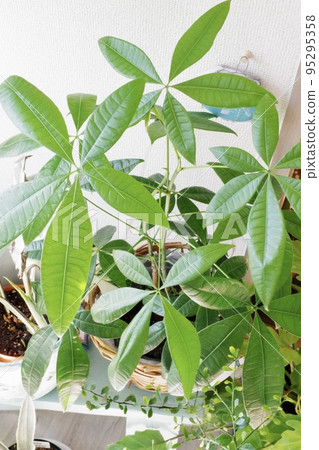 觀葉植物 Pachira 的垂直照片 (1) 觀葉植物 Pachira 的垂直照片 (1) 95295358