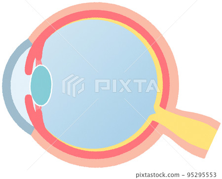 眼球（橫截面） 95295553