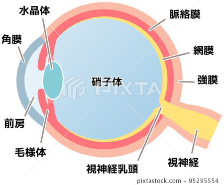 eyeball (illustration) eyeball (illustration) 95295554