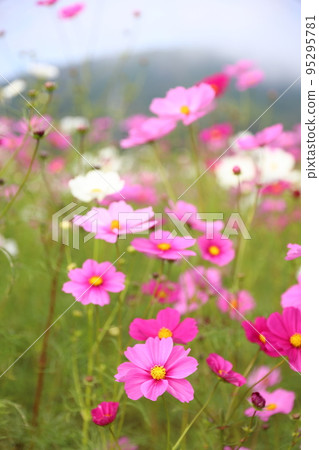 Cosmos 4147 Cosmos 4147 95295781