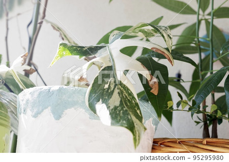 Horizontal photo of one leaf of variegated monstera② Horizontal photo of one leaf of variegated monstera② 95295980