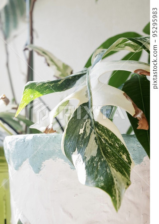 Vertical photo of one leaf of variegated monstera② Vertical photo of one leaf of variegated monstera② 95295983