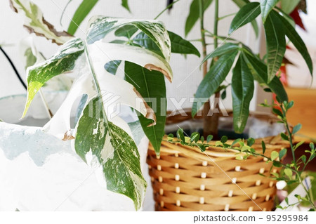 Horizontal photo of one leaf of variegated monstera (1) 95295984