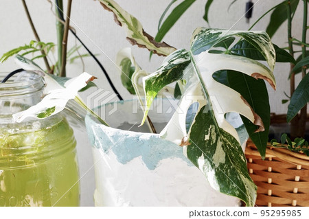 Horizontal photo of variegated monstera leaf (1) Horizontal photo of variegated monstera leaf (1) 95295985