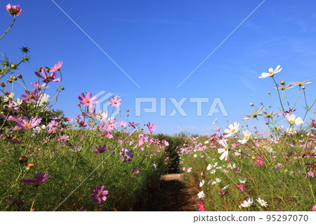 Cosmos 3561 Cosmos 3561 95297070
