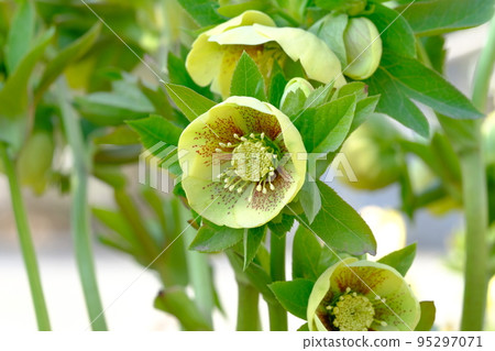 Christmas rose Christmas rose 95297071