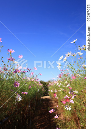 Cosmos 3565 Cosmos 3565 95297073