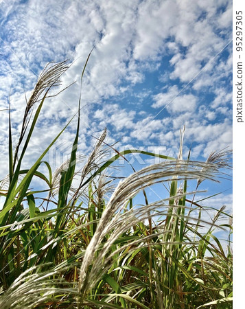 秋天的天空下搖曳的蒲葦 秋天的天空下搖曳的蒲葦 95297305