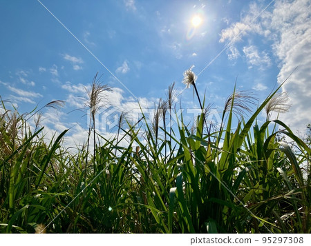Japanese pampas grass growing toward the sky 95297308