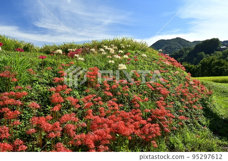 Higanbana blooming in the Terasaka rice terraces of Yokoze Town, Chichibu and clouds in the blue sky 95297612