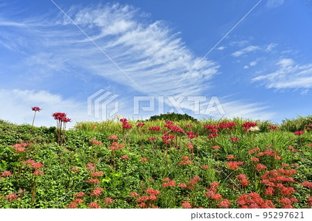 在橫瀨町、秩父的寺坂梯田盛開的彼岸花和藍天中的雲彩 95297621