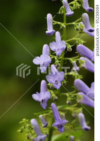 Sanin Hikiokoshi flower 95298084