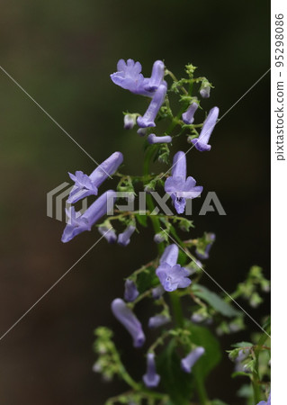 Sanin Hikiokoshi flower Sanin Hikiokoshi flower 95298086