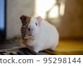 Little guinea pig in home office pet care 95298144