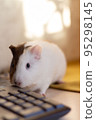 Little guinea pig in home office pet care 95298145