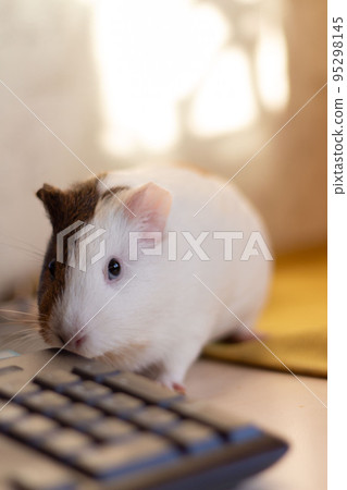 Little guinea pig in home office pet care 95298145