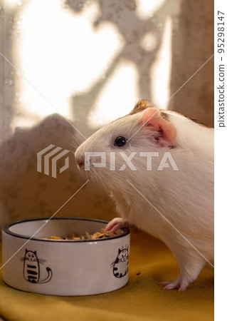 Little guinea pig in home office pet care Little guinea pig in home office pet care 95298147