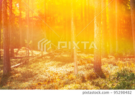 Pine Forest On Bright Sunny Autumn Day. Sun Shining Through Forest Trees Woods. Sunset Sunrise In Summer Forest Landscape. Forest Bathed In Sun. Copy Space, Copy-space. Merry Autumn Season 95298482
