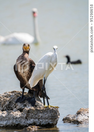 Small white heron, or Little egret, Egretta garzetta, and Great cormorant, Phalacrocorax carbo, sitting on a cliff and looking for fish in shallow water 95298658