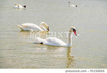 Two Graceful white Swans swimming in the lake, swans in the wild 95298668