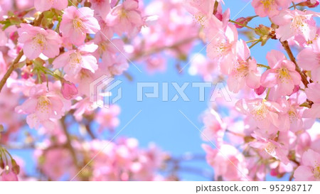 在藍天的櫻花 在藍天的櫻花 95298717