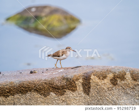 Common sandpiper, Actitis hypoleucos, resting lake shore under raindrops. 95298719