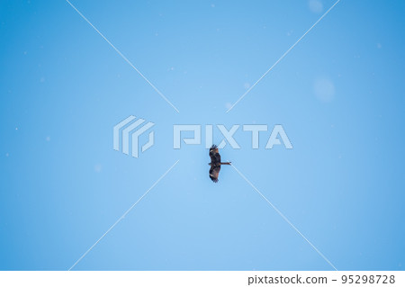 The bird of prey Black Kite flying in blue Sky in winter snowfall 95298728