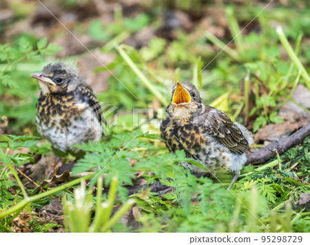 Two fieldfare chicks, Turdus pilaris, have left the nest and are sitting on the spring lawn. Fieldfare chicks sit on the ground and wait for food from its parents. Two fieldfare chicks, Turdus pilaris, have left the nest and are sitting on the spring lawn. Fieldfare chicks sit on the ground and wait for food from its parents. 95298729