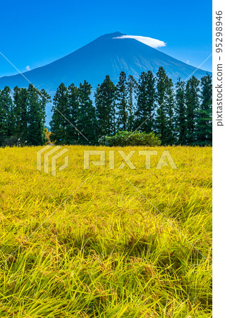 等待收穫的稻田和富士山 等待收穫的稻田和富士山 95298946